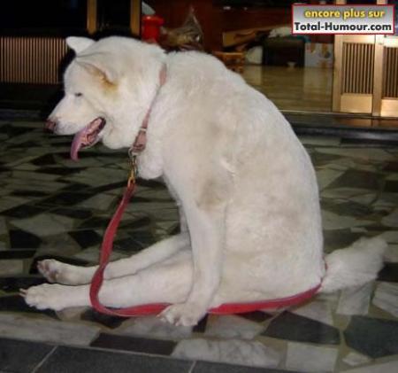 ça c'est un chien qui écoute !!